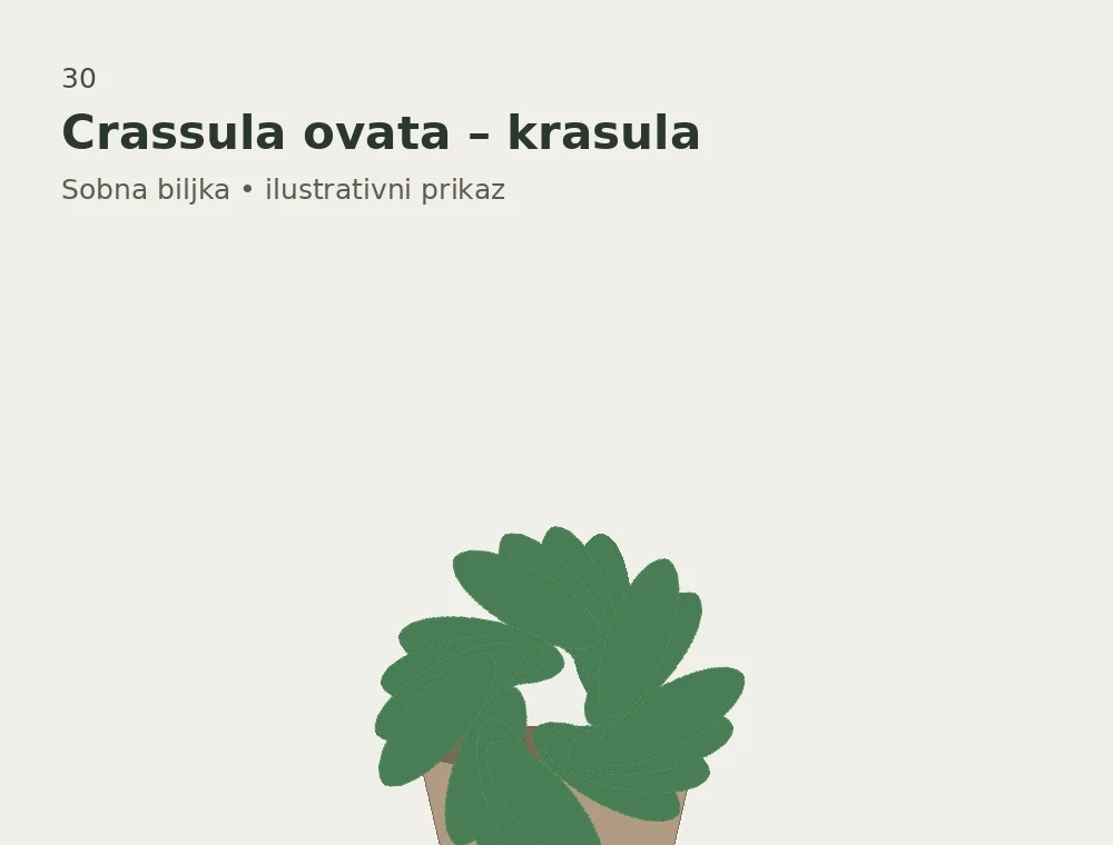 Crassula ovata – krasula