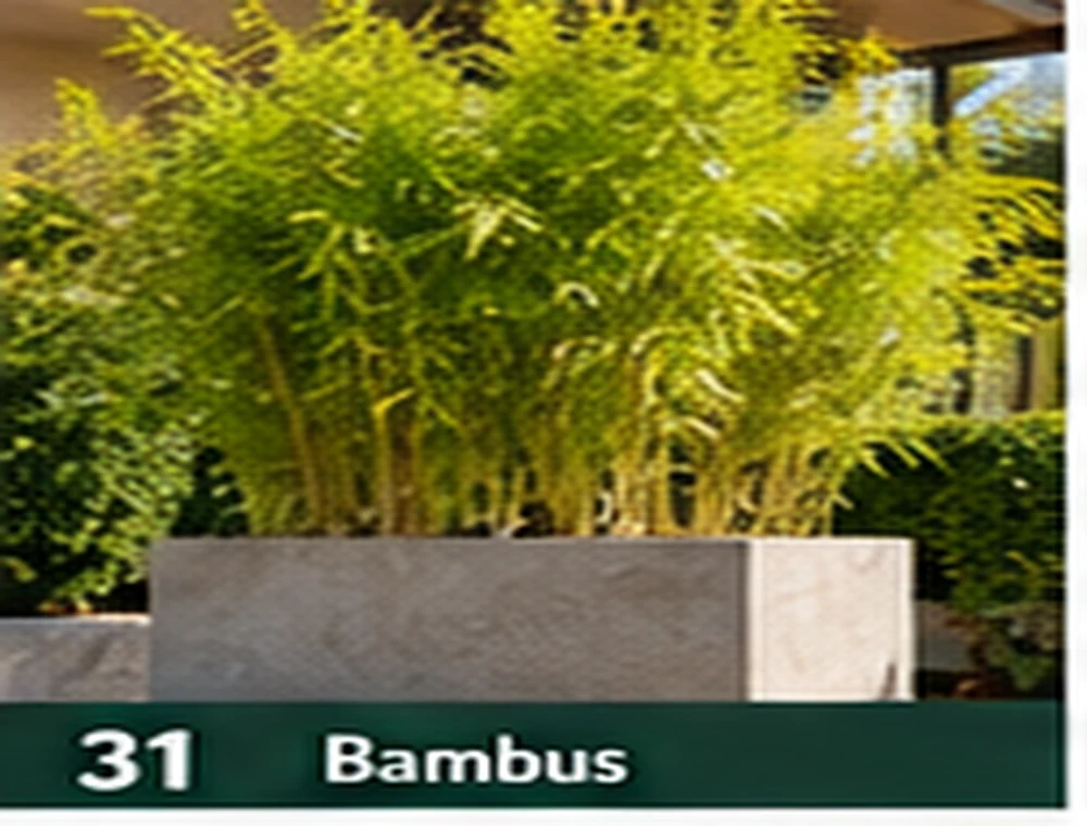 Bambus