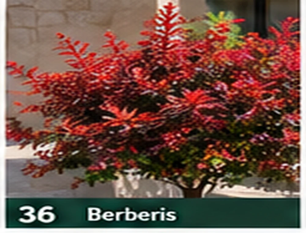 Berberis – žutika