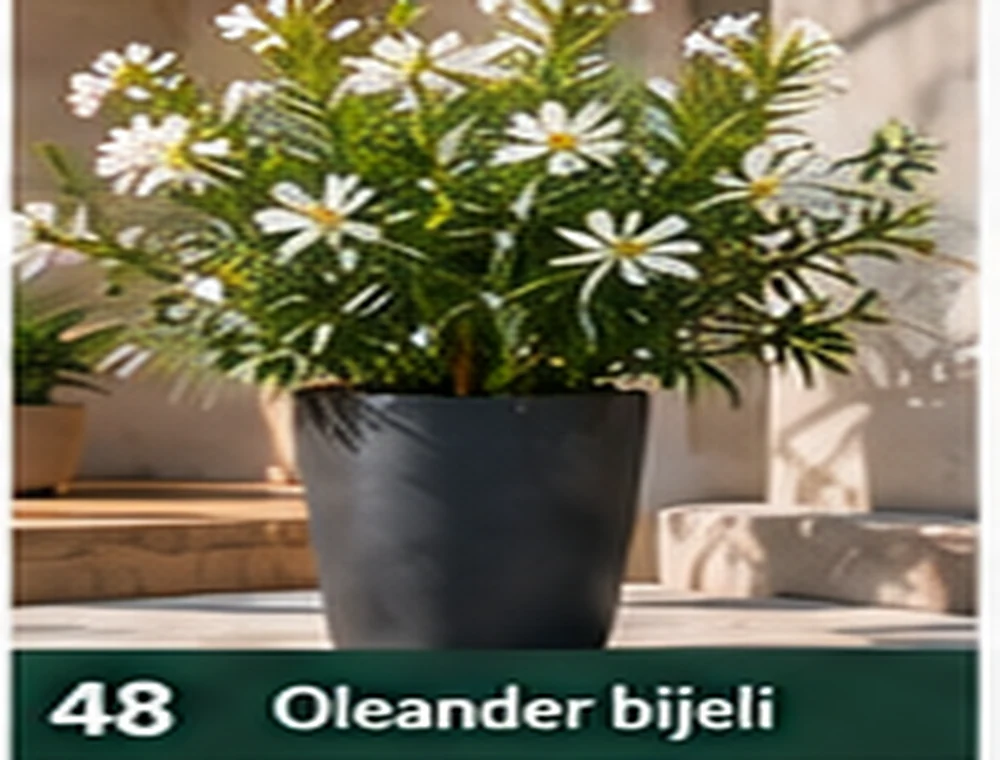 Bijeli oleander
