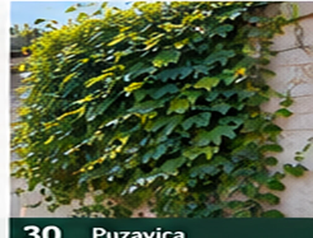 Puzavica – bršljan