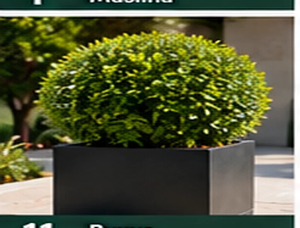 Buxus – šimšir