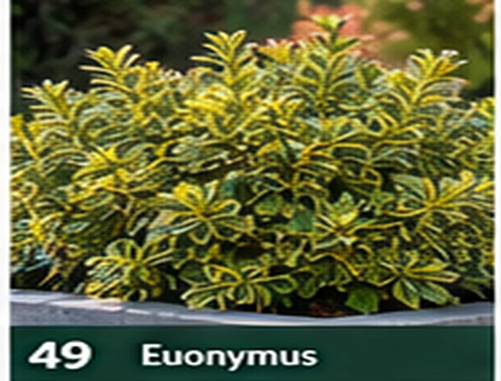 Euonymus – kurika