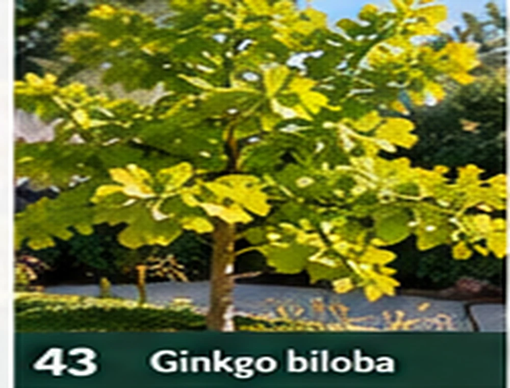 Ginkgo biloba