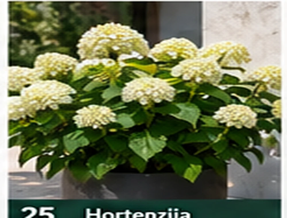 Hortenzija
