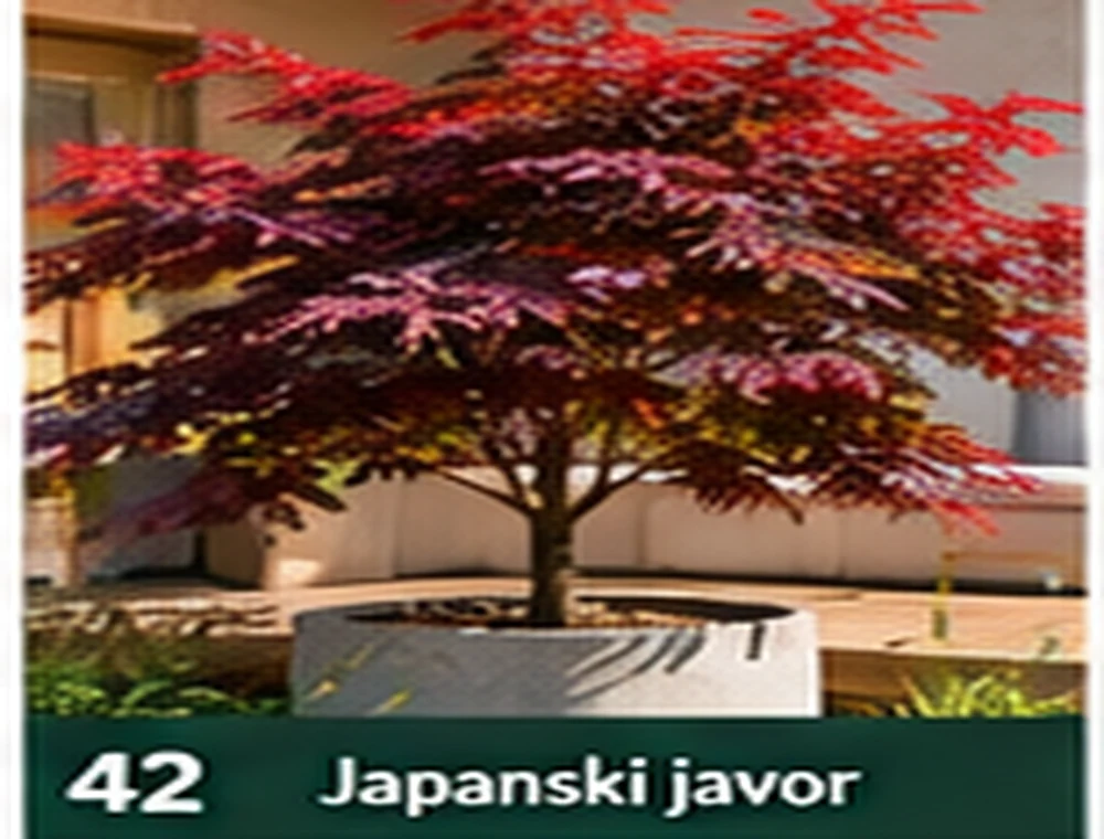 Japanski javor