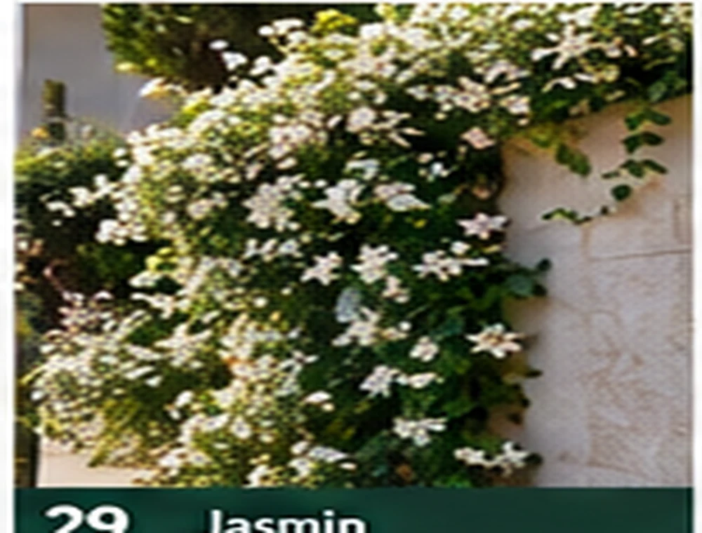 Jasmin