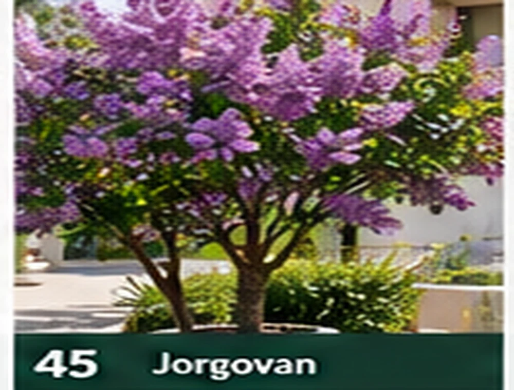 Jorgovan