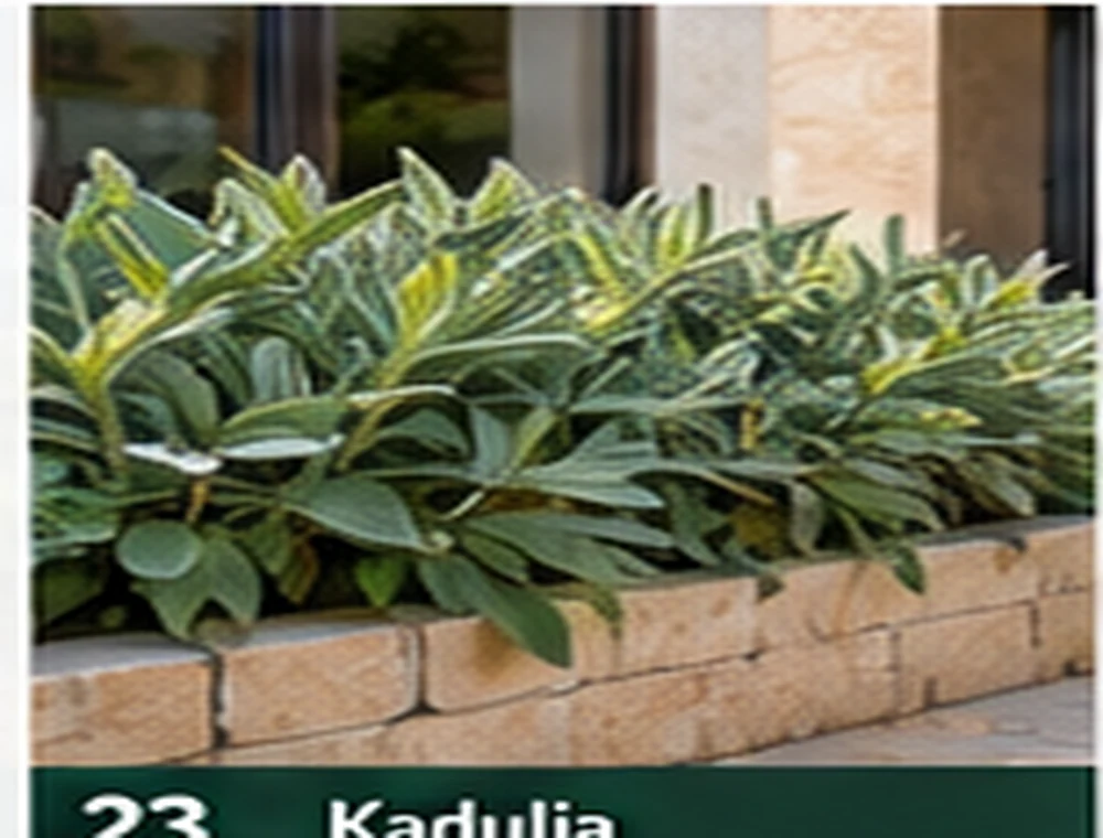 Kadulja