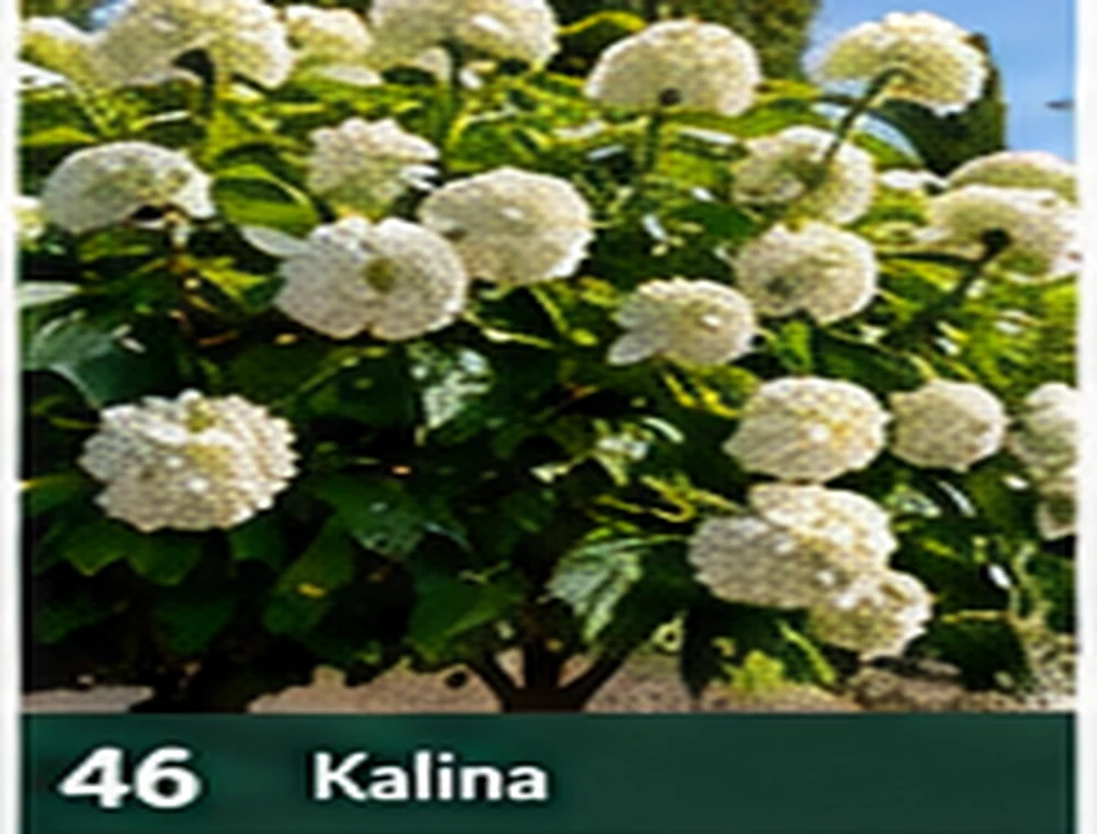 Kalina