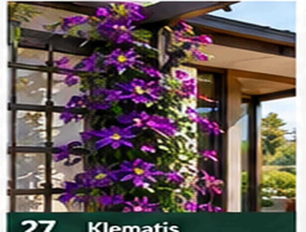 Klematis