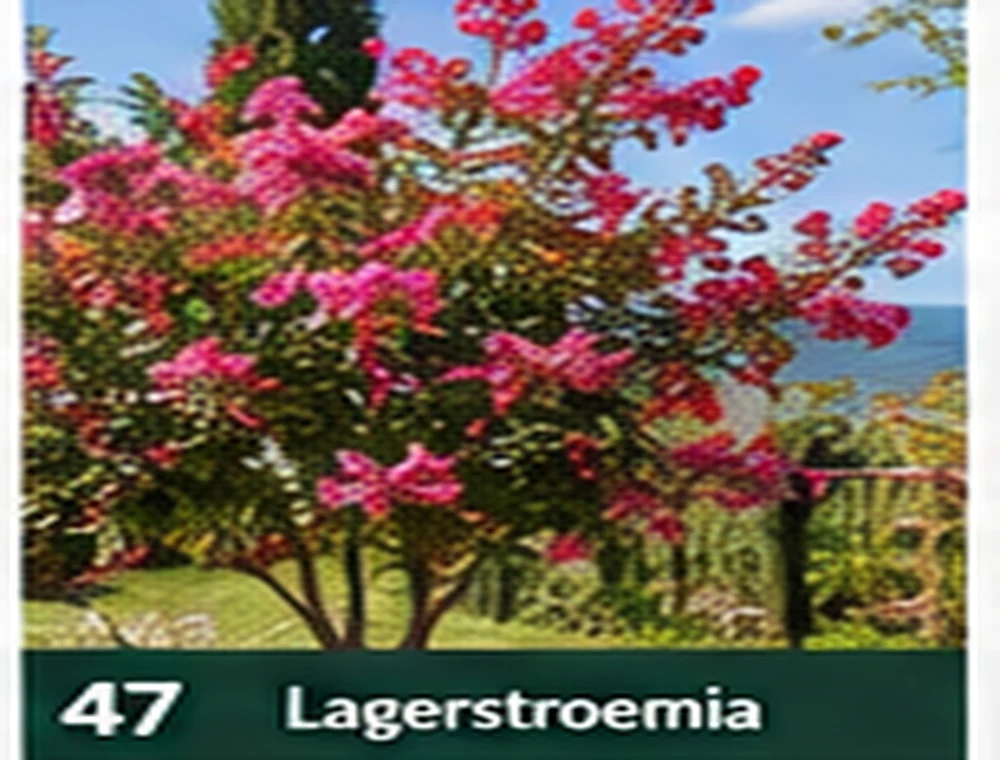 Lagerstroemia