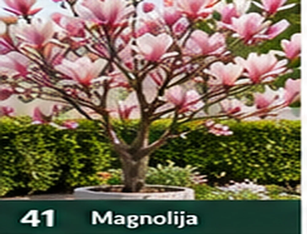 Magnolija