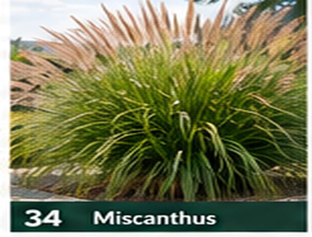 Miscanthus