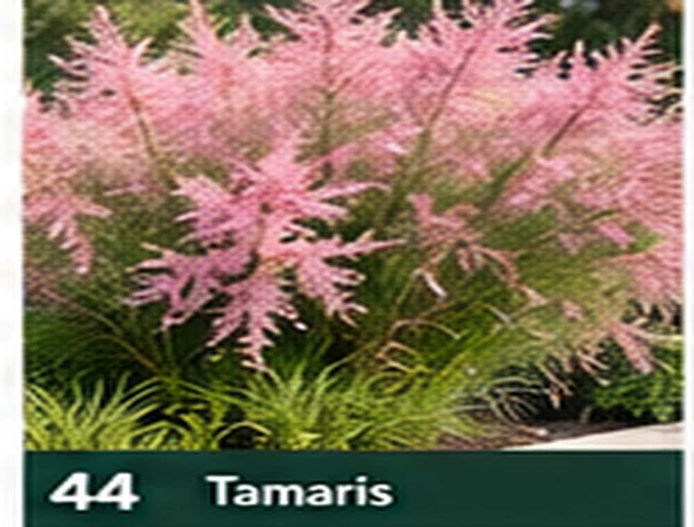Tamaris
