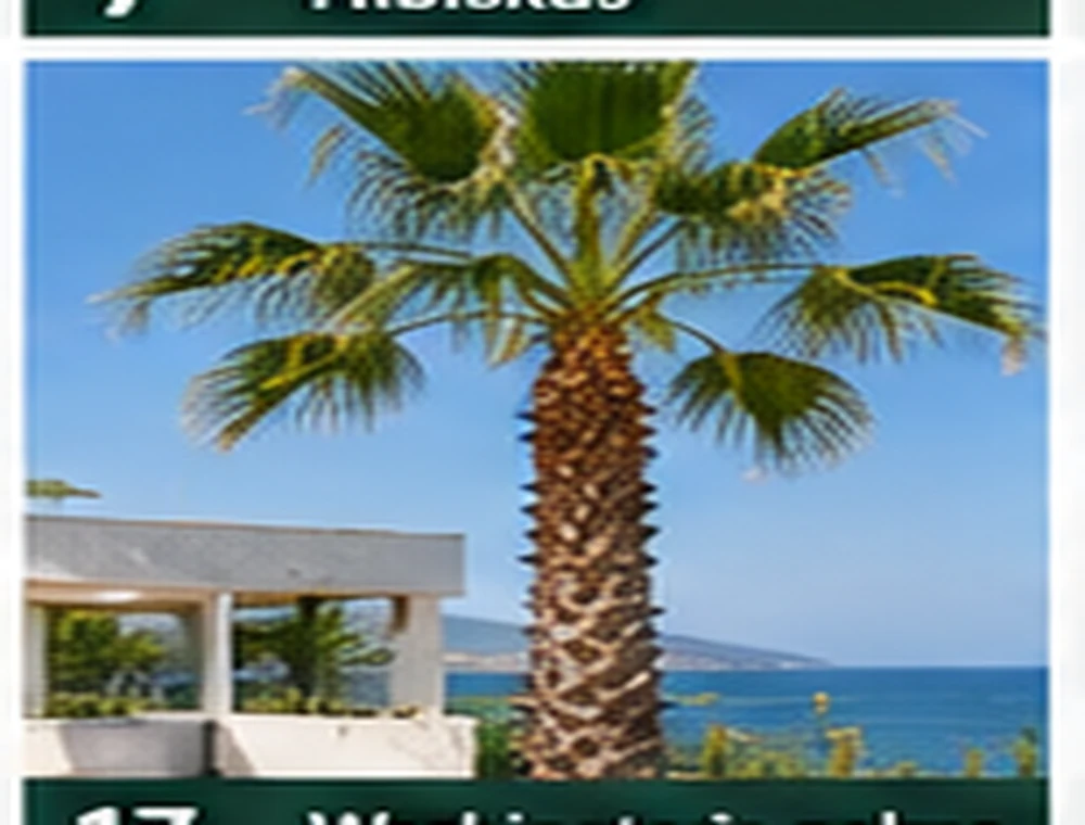 Washingtonia palma