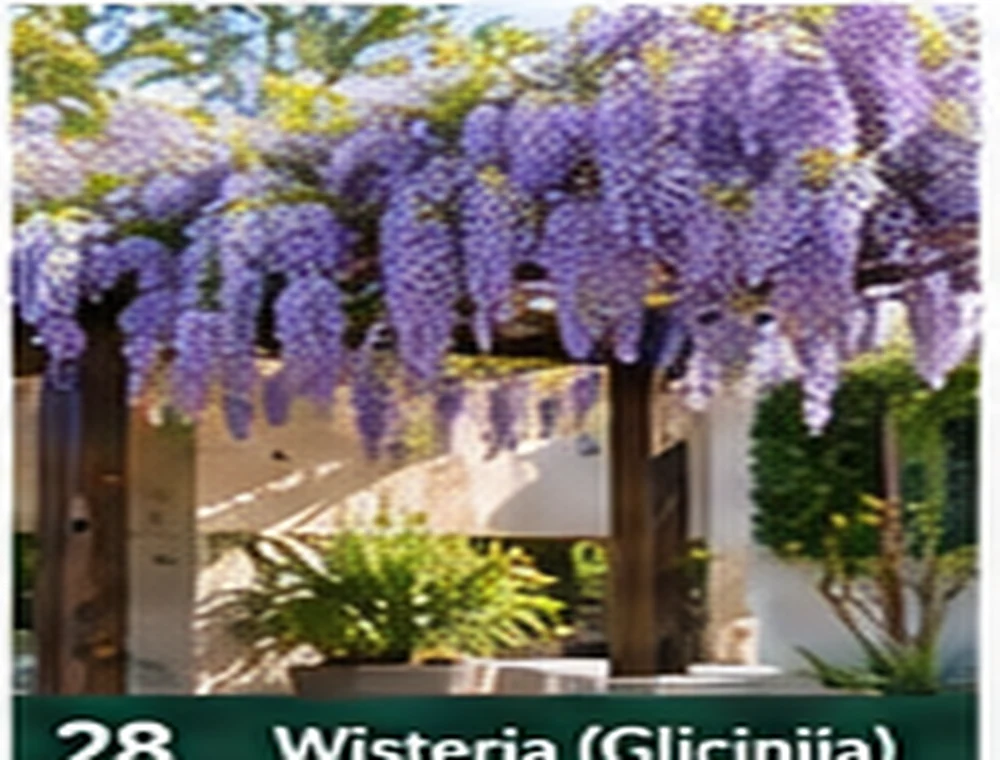 Wisteria – glicinija