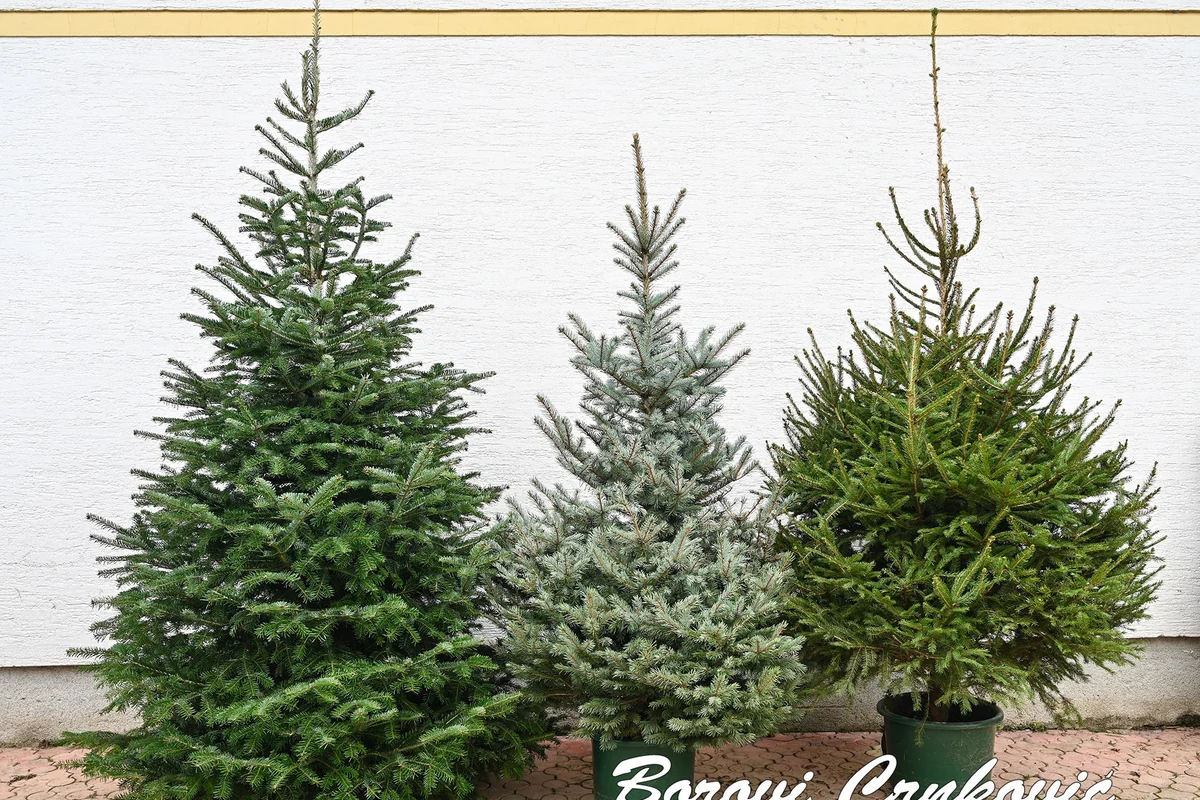 Borovi